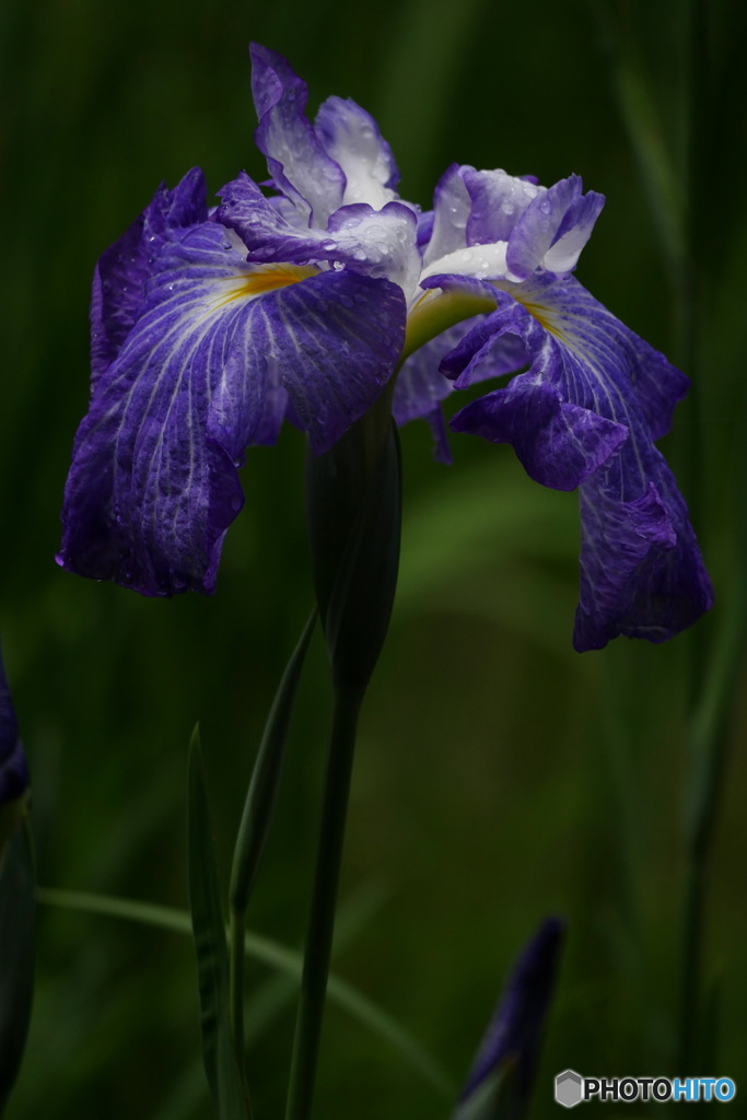 花菖蒲二題　宇宙　P1040471