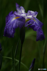 花菖蒲二題　宇宙　P1040471