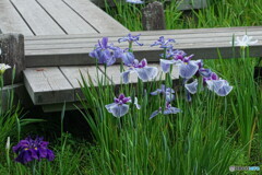 花菖蒲の姿#16