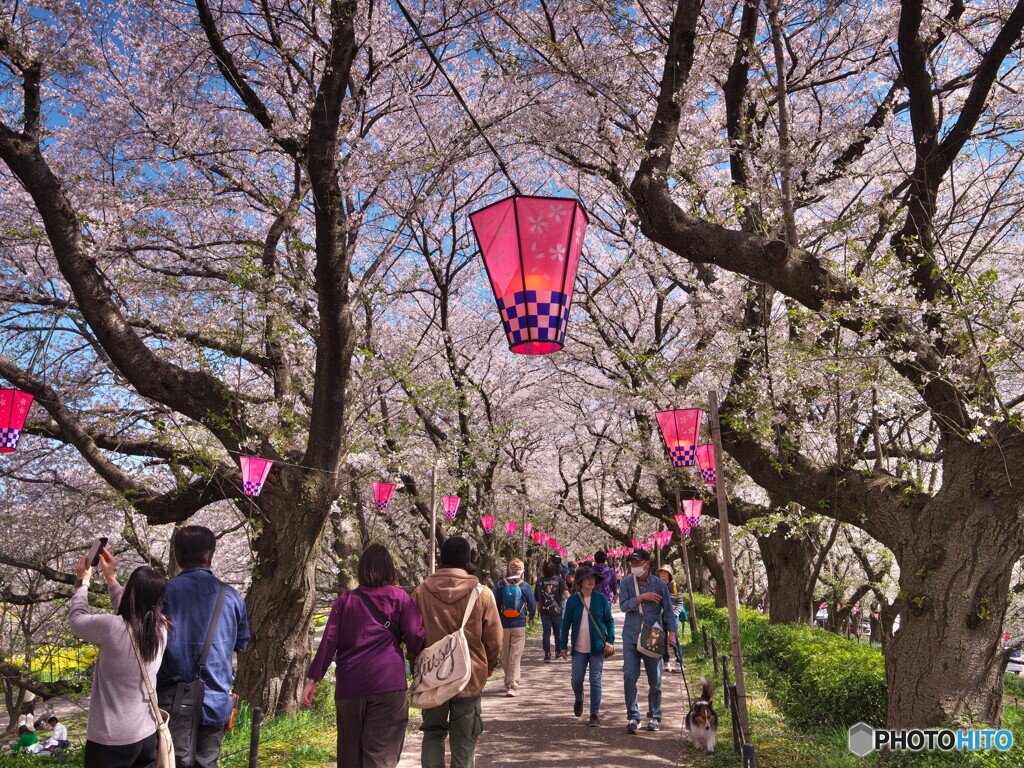 桜まつり～提灯