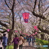 桜まつり～提灯