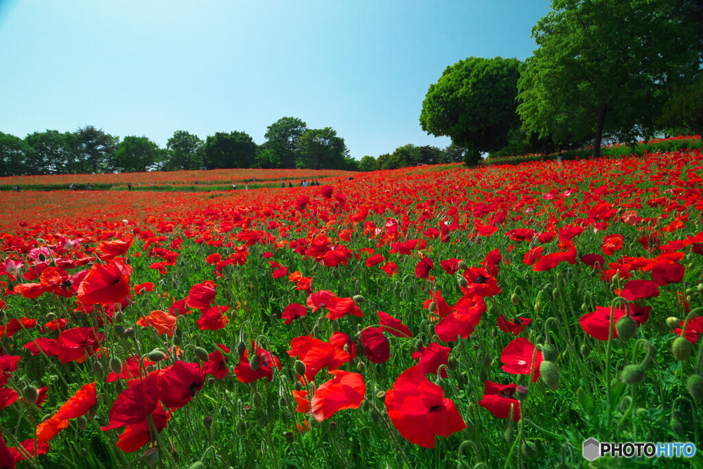 シャーレーポピーが覆う丘
