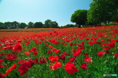 シャーレーポピーが覆う丘