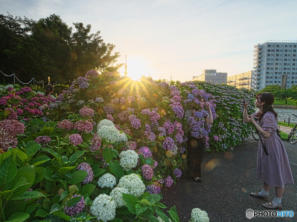 日没時の紫陽花