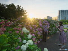 日没時の紫陽花