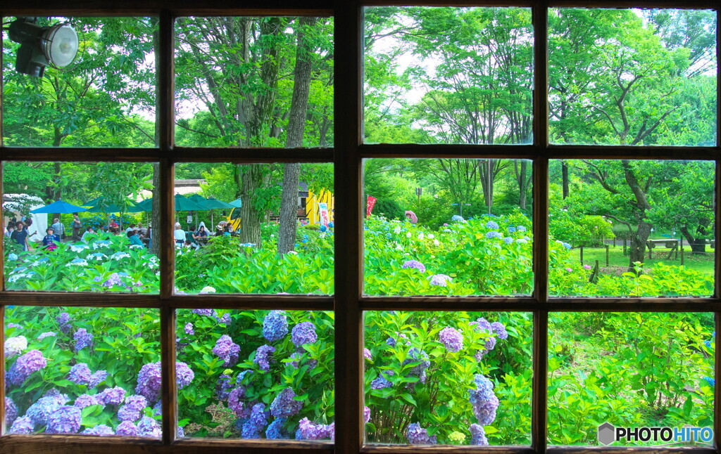 ガラス戸の紫陽花