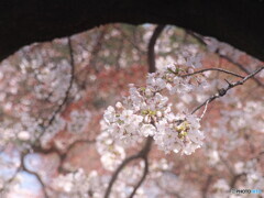 sakura色＃１