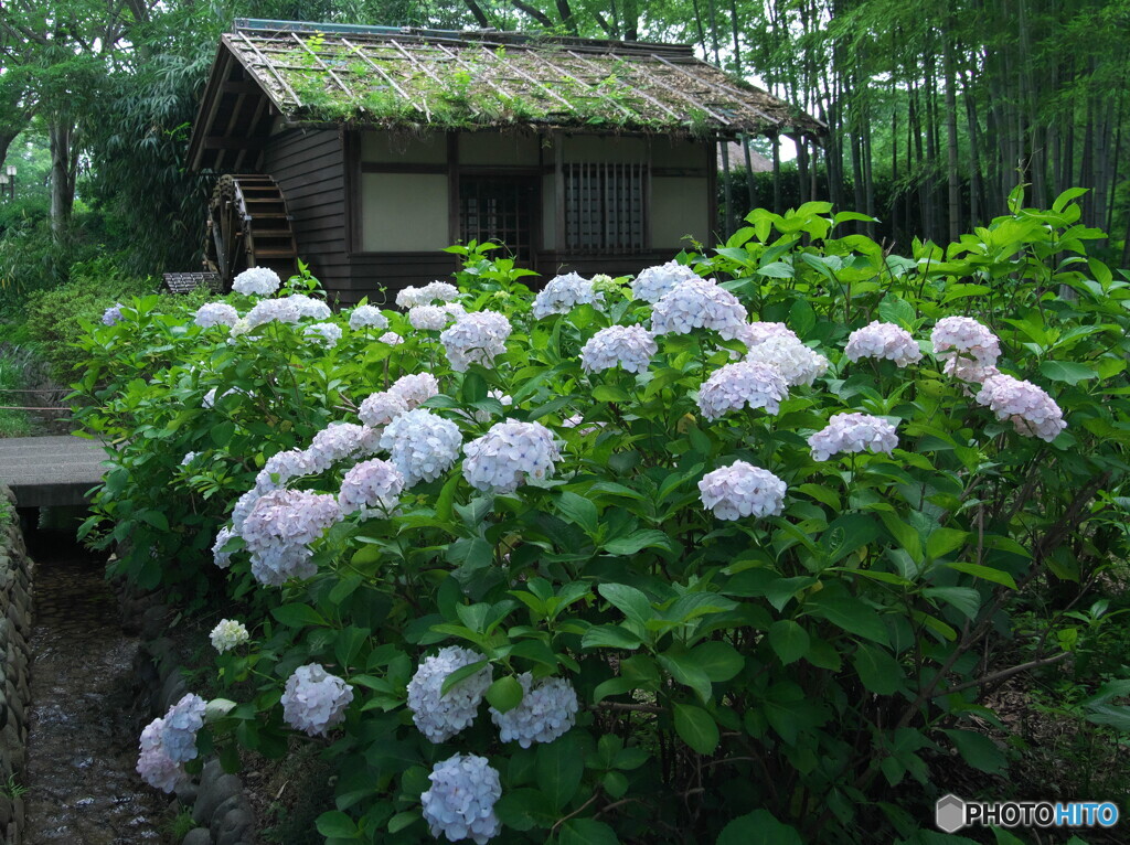 紫陽花と水車小屋