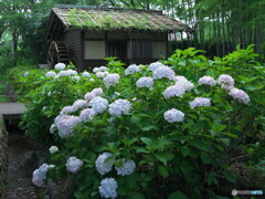 紫陽花と水車小屋