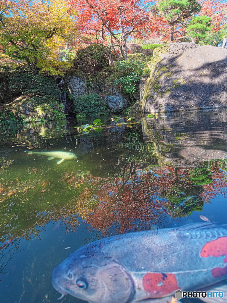 紅葉と鯉＃２