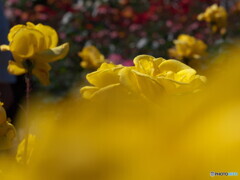バラが咲いた＃４