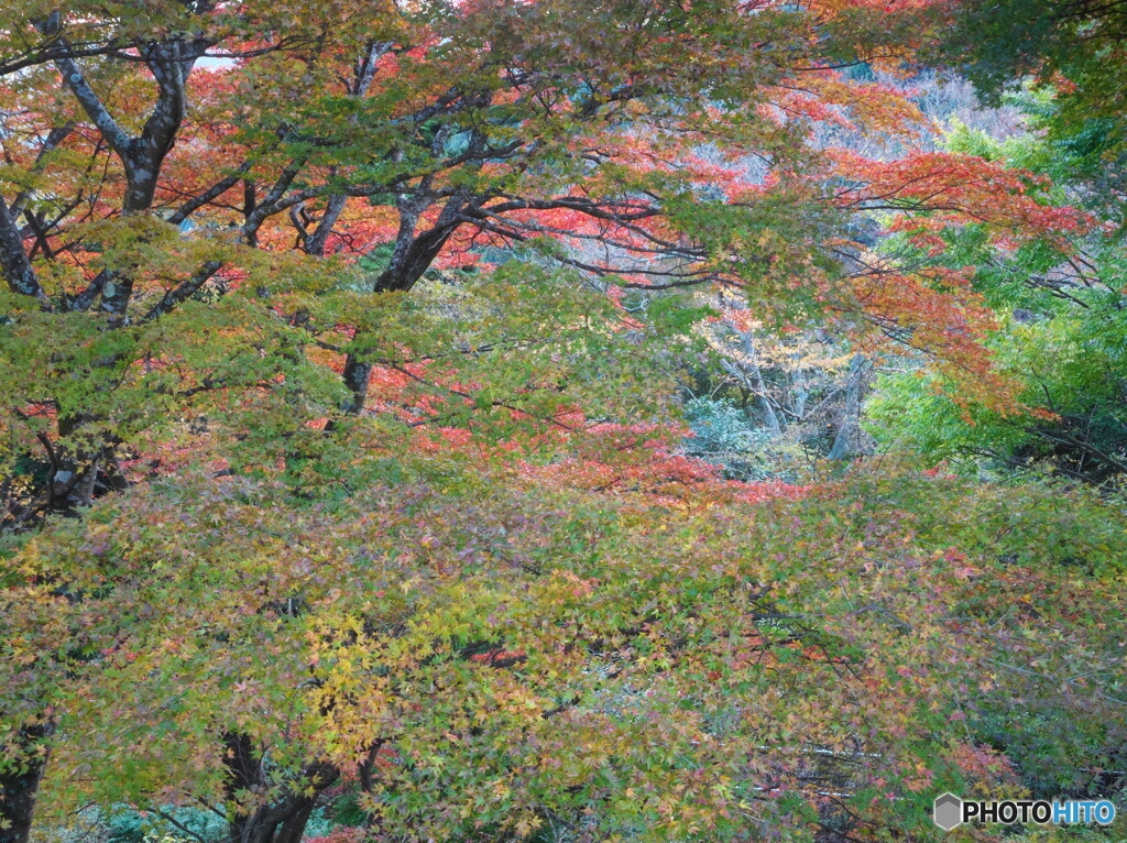 グラデーション