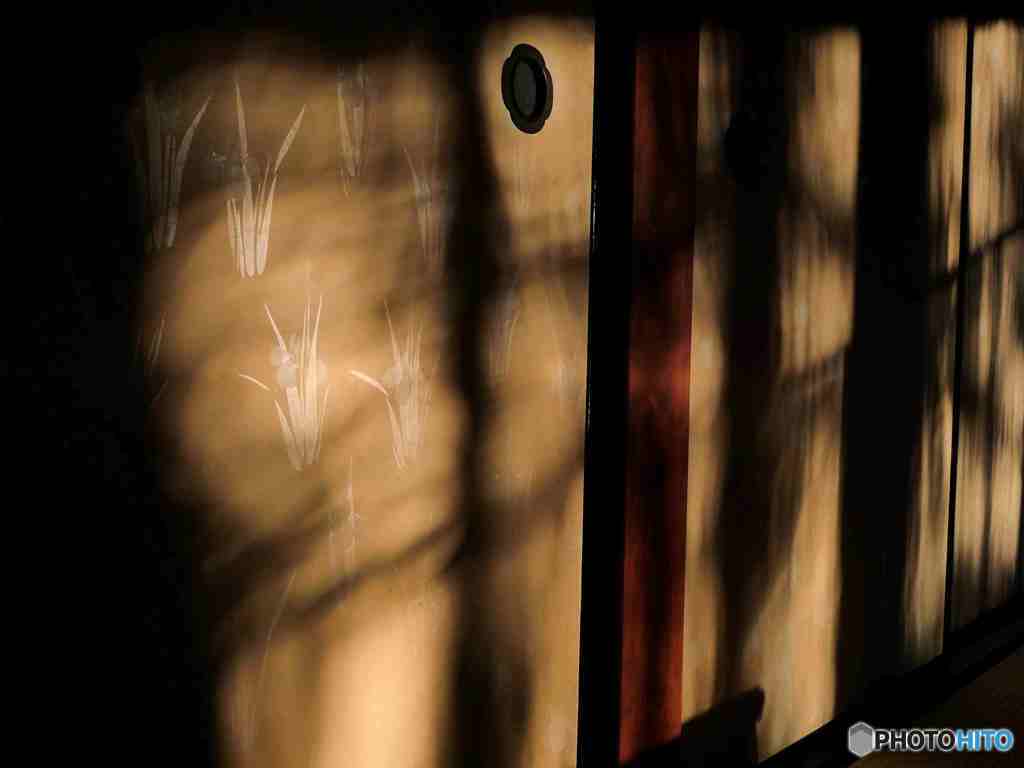 西日に映える杜若