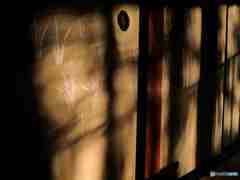 西日に映える杜若