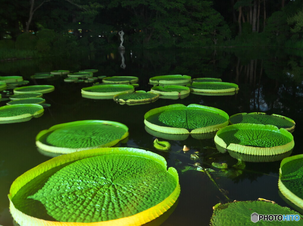 夜のパラグアイオニバス