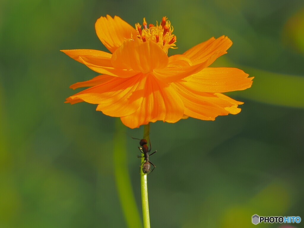 「蝶と蟻」の蟻