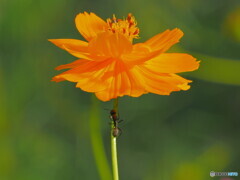 「蝶と蟻」の蟻