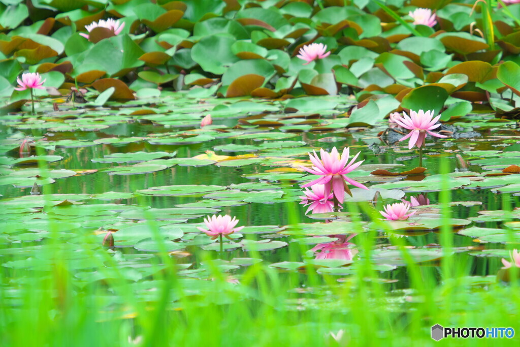 睡蓮＃１