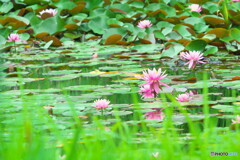 睡蓮＃１