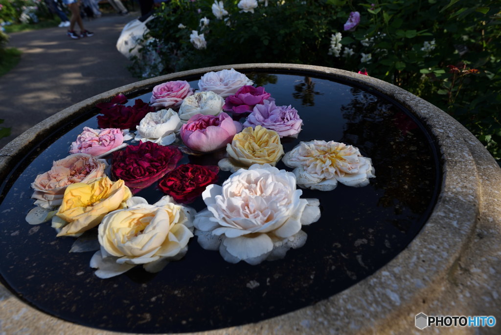 バラの水浴　DSC_9149