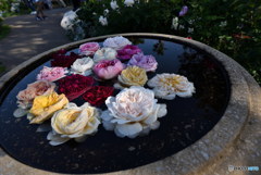 バラの水浴　DSC_9149