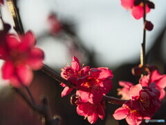 透過光～紅梅