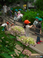 花よりお遊び　P1196018