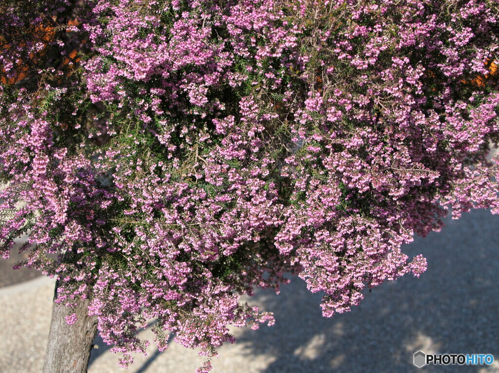 ジャノメエリカ＃２