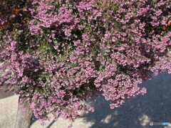 ジャノメエリカ＃２