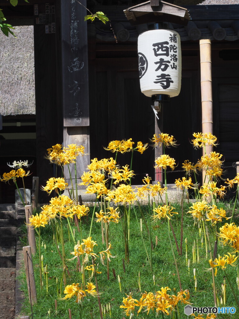 西方寺の彼岸花＃１