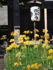 西方寺の彼岸花＃１
