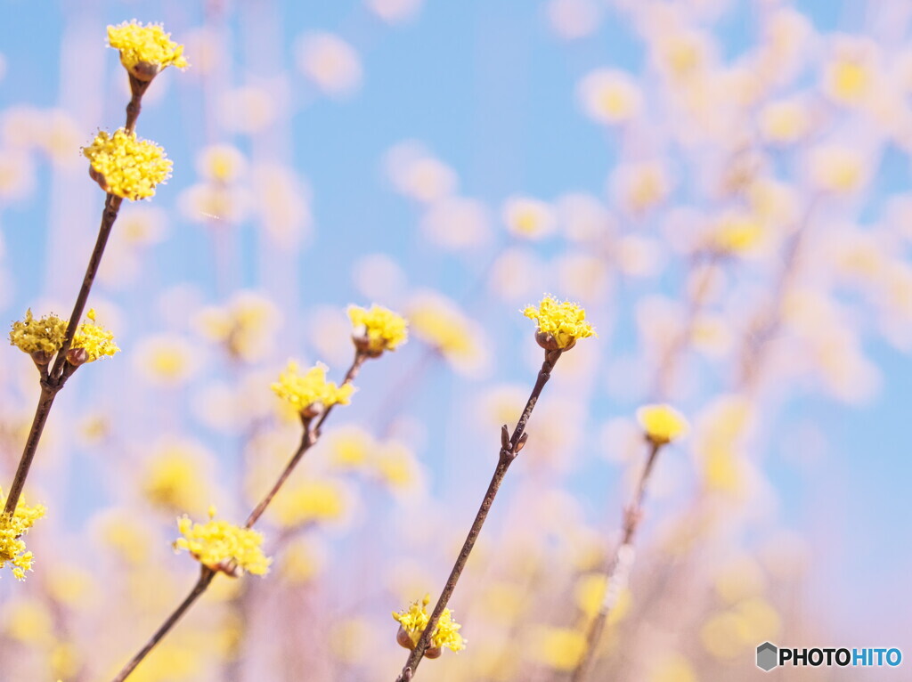 サンシュユ＃１