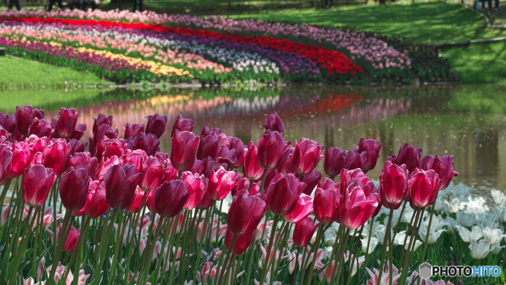 チューリップガーデン　P1173205