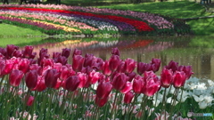 チューリップガーデン　P1173205