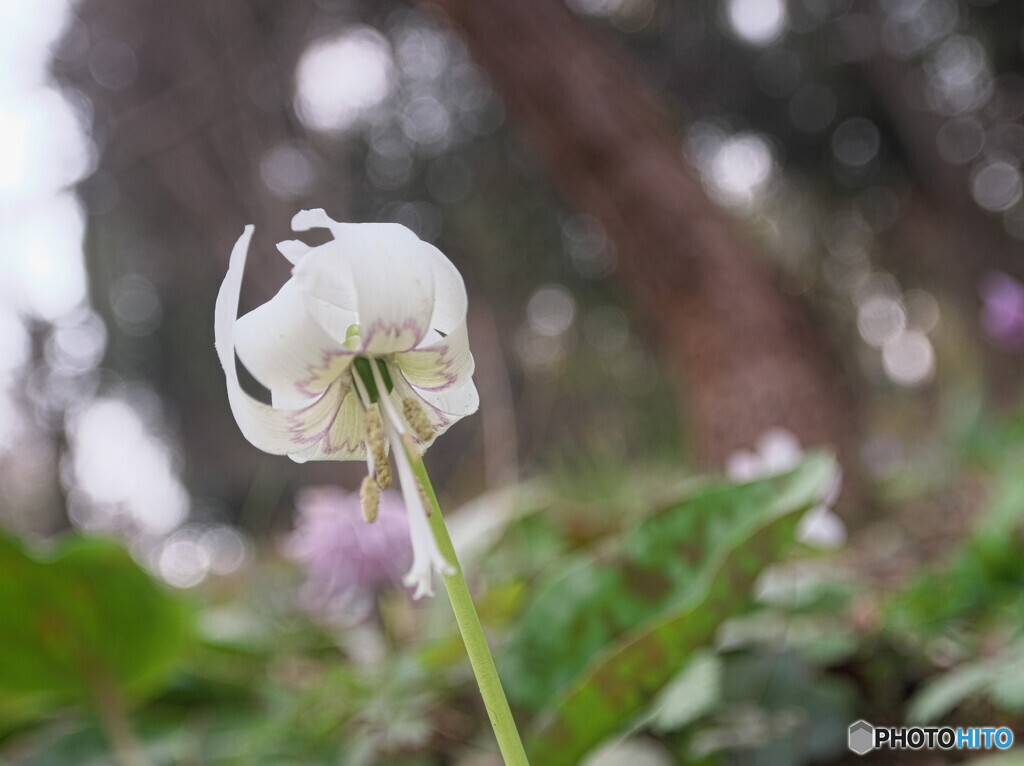 カタクリの花＃１
