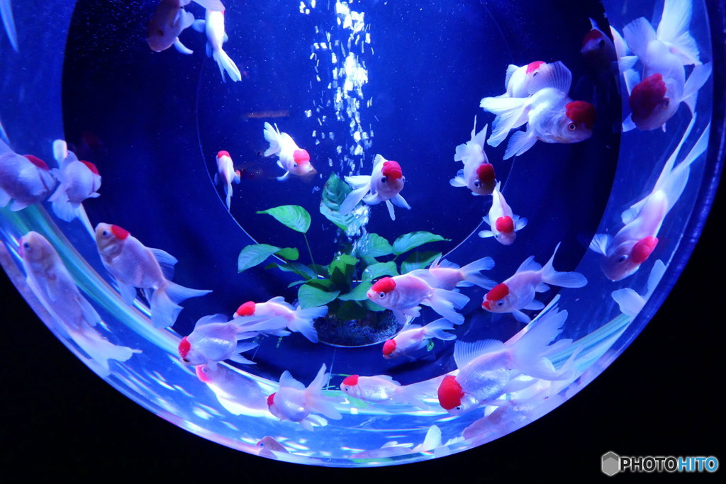 金魚の涼其の２　P1130577