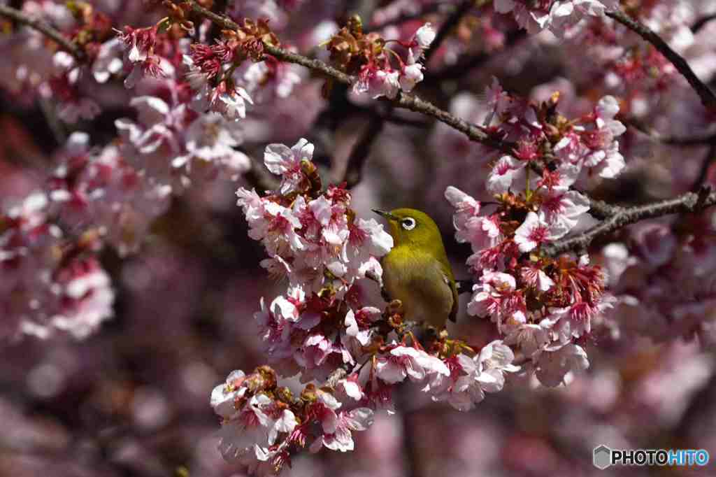 満開の寒桜その３