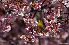満開の寒桜その３