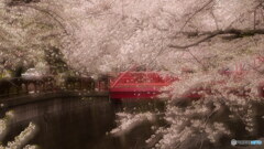 桜霞む　P1155744