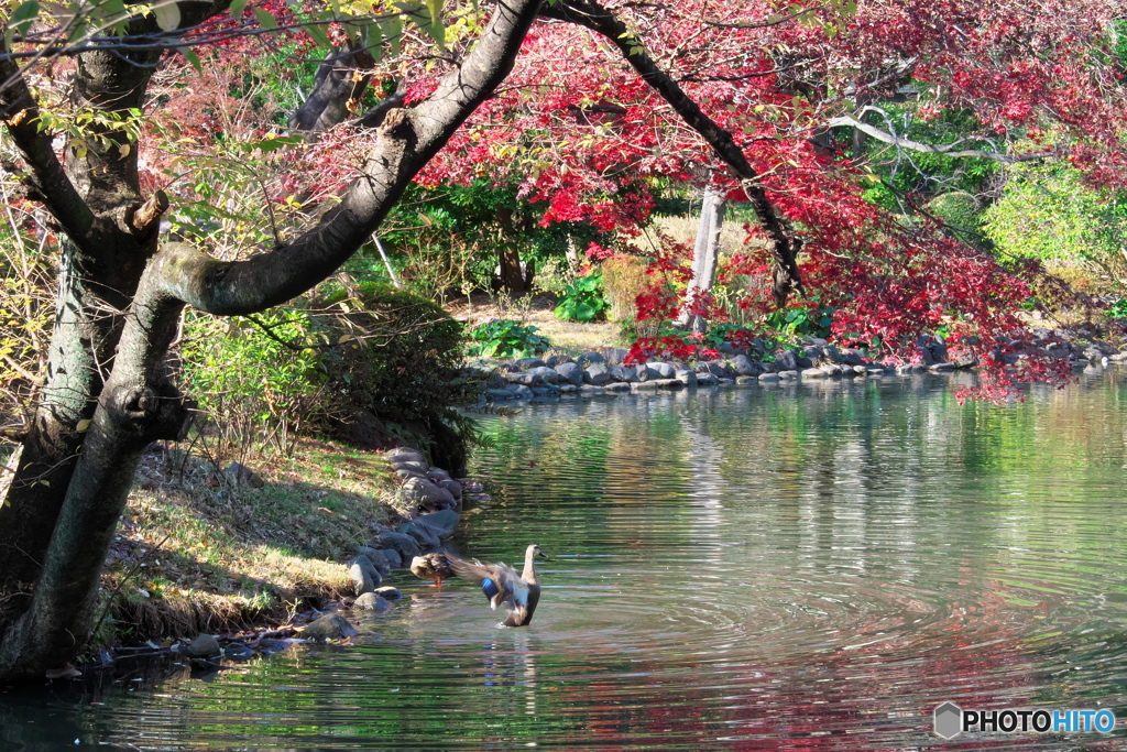 良いお年をお迎えください　PC151350