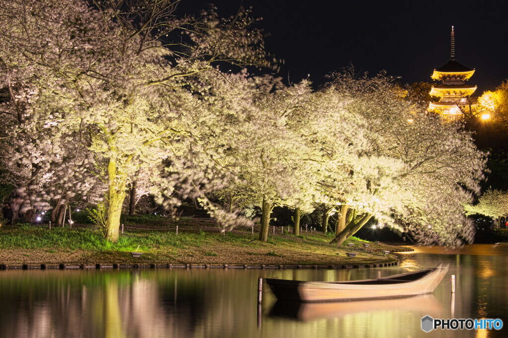 夜桜＃２