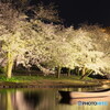 夜桜＃２