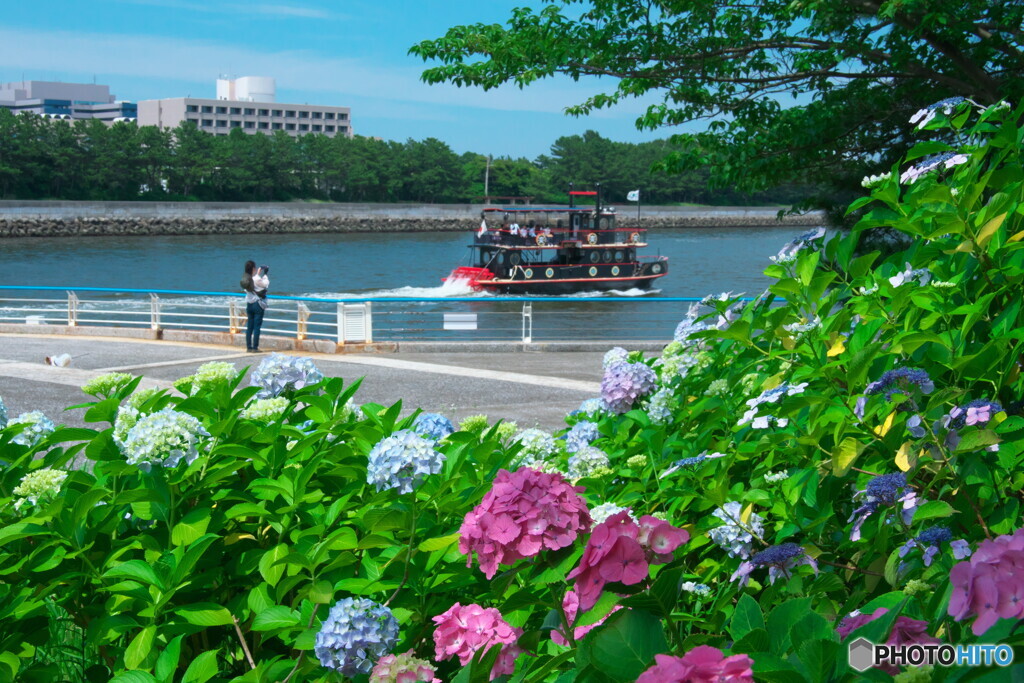 紫陽花とクルーズ船