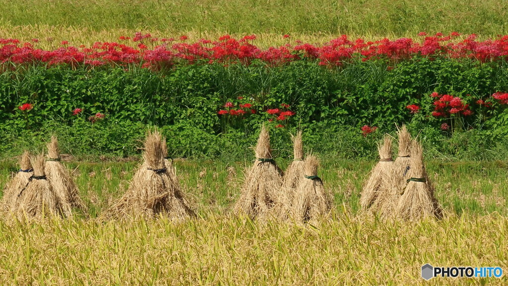 彼岸花とイナムラ　P1115317