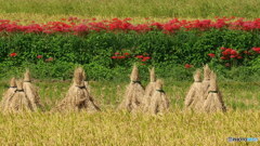 彼岸花とイナムラ　P1115317