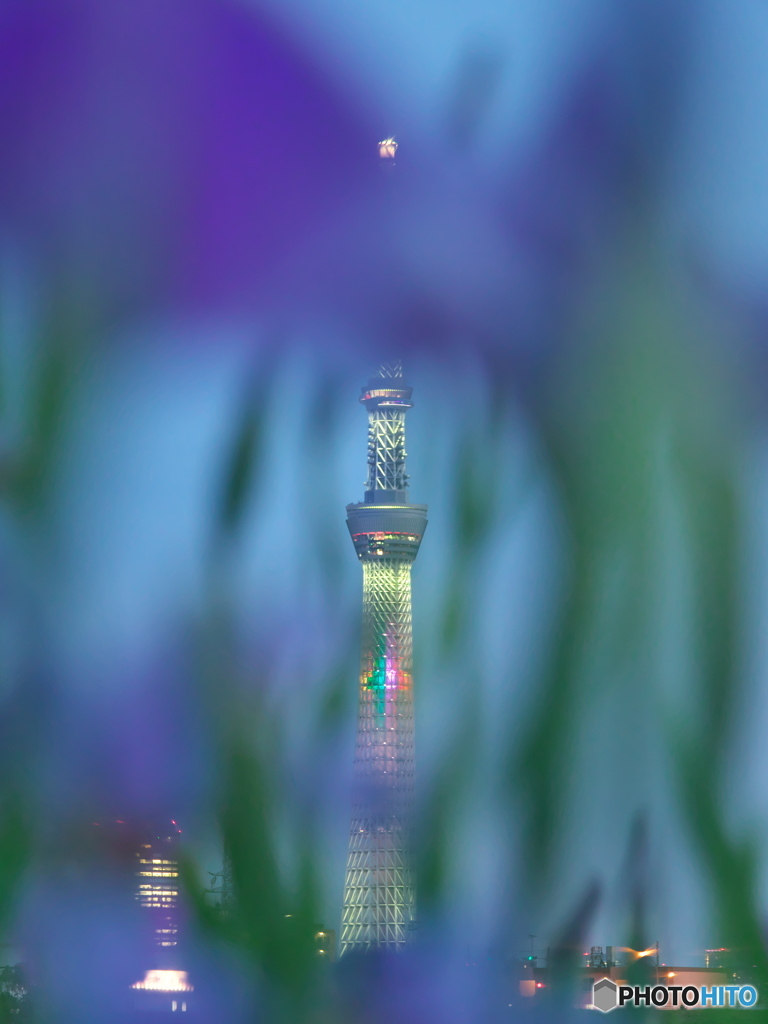 花菖蒲の先のスカイツリー　P6022675