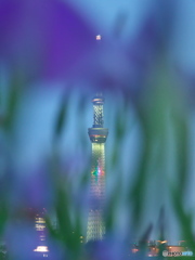 花菖蒲の先のスカイツリー　P6022675