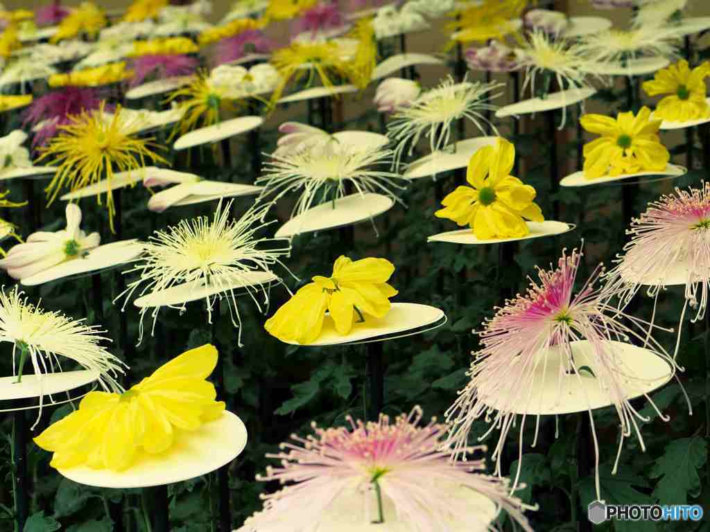 一文字菊に管物菊