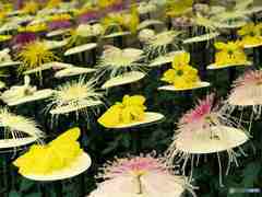 一文字菊に管物菊