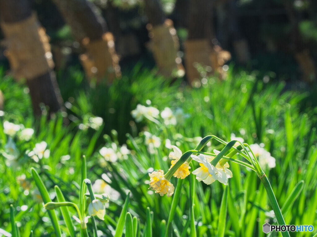 水仙とこも巻き